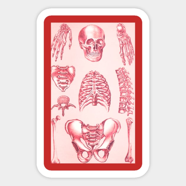 Poor Man's X-Ray Red Skeleton Sticker by Star Scrunch